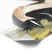 LargeTails Skunk Mephitis macroura Illustration Fotodruck (Ecke)