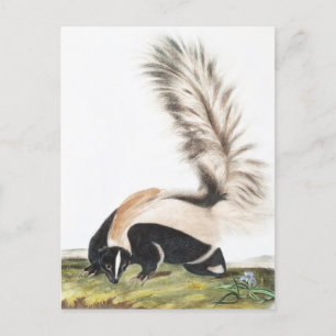 LargeTails Skunk Mephitis macroura Illustration Postkarte