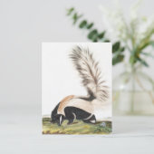 LargeTails Skunk Mephitis macroura Illustration Postkarte (Stehend Vorderseite)