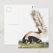 LargeTails Skunk Mephitis macroura Illustration Postkarte (Vorne/Hinten)