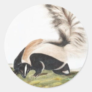 LargeTails Skunk Mephitis macroura Illustration Runder Aufkleber