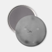 Larinioides sclopetarius magnet (Vorderseite/Rückseite)