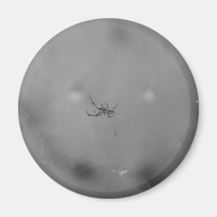 Larinioides sclopetarius magnet