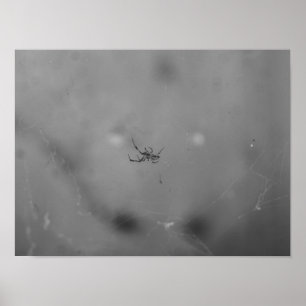 Larinioides sclopetarius poster