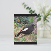 Lark Bunting (Colorado) Postkarte (Stehend Vorderseite)