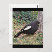 Lark Bunting (Colorado) Postkarte (Vorne/Hinten)