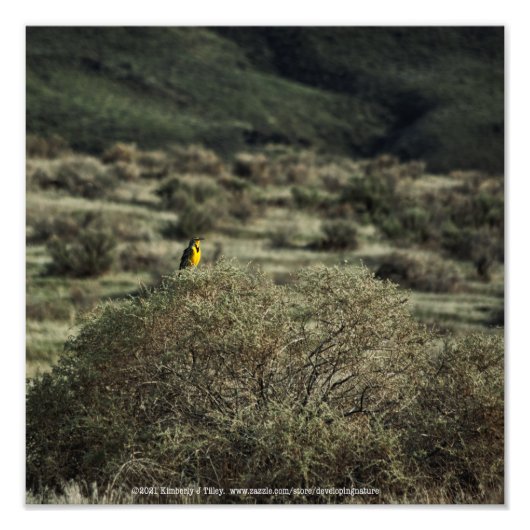 Lark über Bush Fotodruck (Vorne)