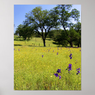 Larkspur Feld, Zaun Poster