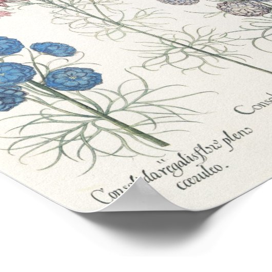 Larkspur Poster (Ecke)