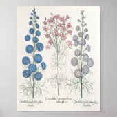 Larkspur Poster (Vorne)