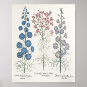 Larkspur Poster