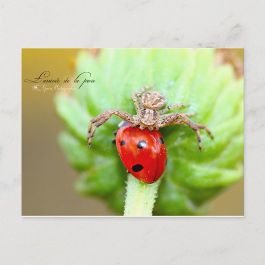 L'arrivée de la proie postkarte (Vorderseite)