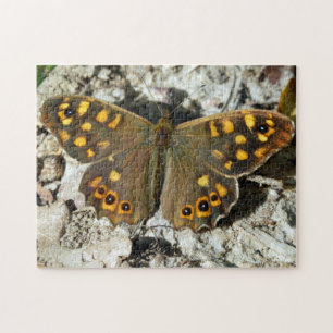 Lasiommata Westwood Butterfly Foto Puzzle