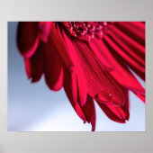 Lass Blüten SpŌ Poster (Vorne)