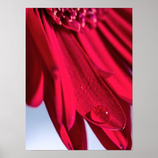 Lass Blüten SpŌ Poster (Vorne)