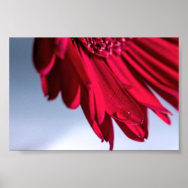 Lass Blüten SpŌ Poster