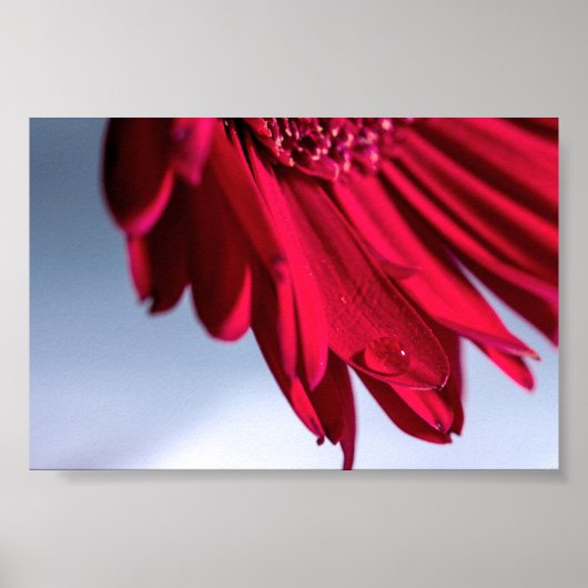 Lass Blüten SpŌ Poster (Vorne)