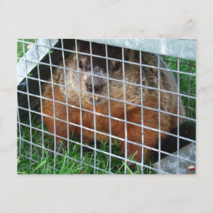 Lass Me Out Kalender ~ Postkarte