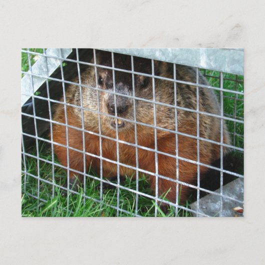 Lass Me Out Kalender ~ Postkarte (Vorderseite)