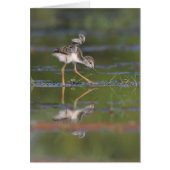 Lass mir deinen Flügelvögel sehen (Vorne)