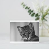 Lass mir sehen ... (skeptische Katze) Postkarte (Stehend Vorderseite)