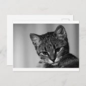 Lass mir sehen ... (skeptische Katze) Postkarte (Vorne/Hinten)