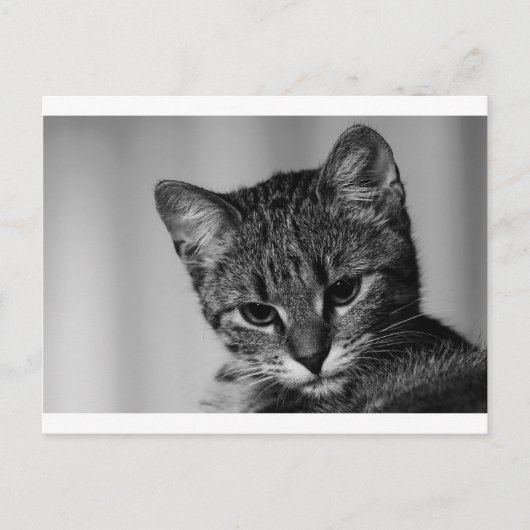 Lass mir sehen ... (skeptische Katze) Postkarte (Vorderseite)