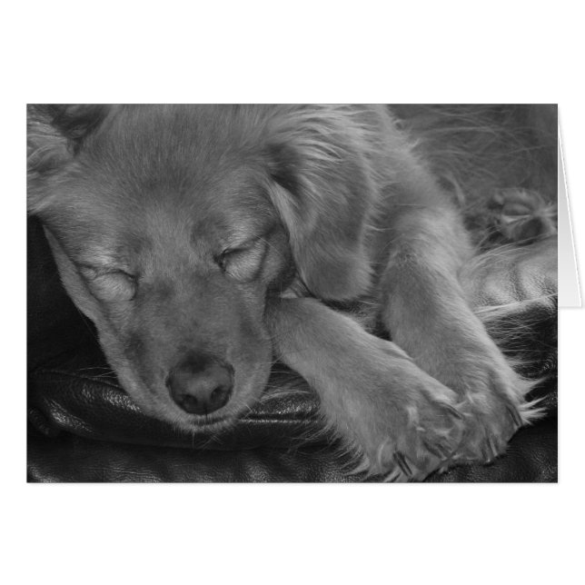 Lass schlafende Hunde liegen! (Vorderseite (Horizontal))