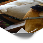 Lass Schlafende Katzen Liegen Poster (Ecke)