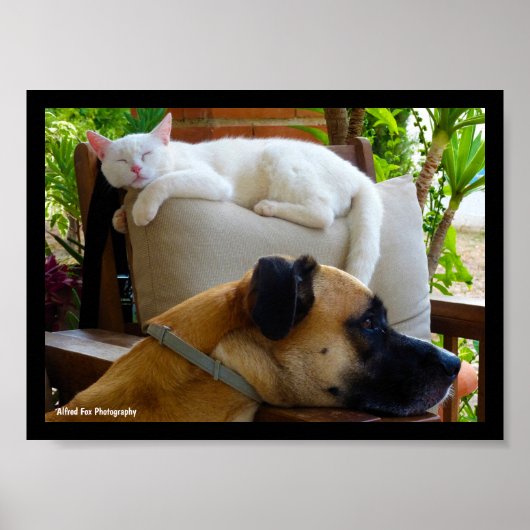 Lass Schlafende Katzen Liegen Poster (Vorne)