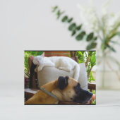 Lass schlafende Katzen liegen Postkarte (Stehend Vorderseite)