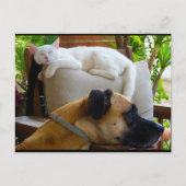 Lass schlafende Katzen liegen Postkarte (Vorderseite)