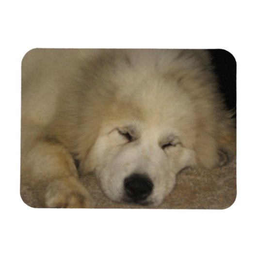 Lass Sleeping Pyrs Lie Magnet (Horizontal)