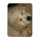 Lass Sleeping Pyrs Lie Magnet (Vertikal)