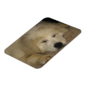 Lass Sleeping Pyrs Lie Magnet (Linke Seite)