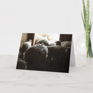 "Lass uns draußen gehen" Schafe Stehend in der Näh Karte