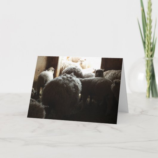 "Lass uns draußen gehen" Schafe Stehend in der Näh Karte (Vorderseite)