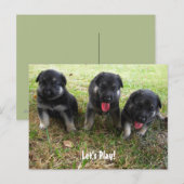 Lass uns spielen! Deutsche Schäferpuppy-Postkarte Postkarte (Vorne/Hinten)