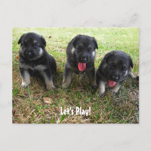 Lass uns spielen! Deutsche Schäferpuppy-Postkarte Postkarte (Vorderseite)