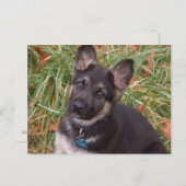 Lass uns spielen! Deutsche Schäferpuppy-Postkarte Postkarte (Vorne/Hinten)