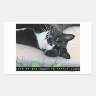 Lassen Sie sich nicht verwirren lustige Katze Rechteckiger Aufkleber