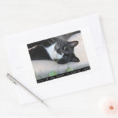 Lassen Sie sich nicht verwirren lustige Katze Rechteckiger Aufkleber (Umschlag)