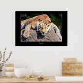Lassend schlafende Tigers Lie Poster (Küche)