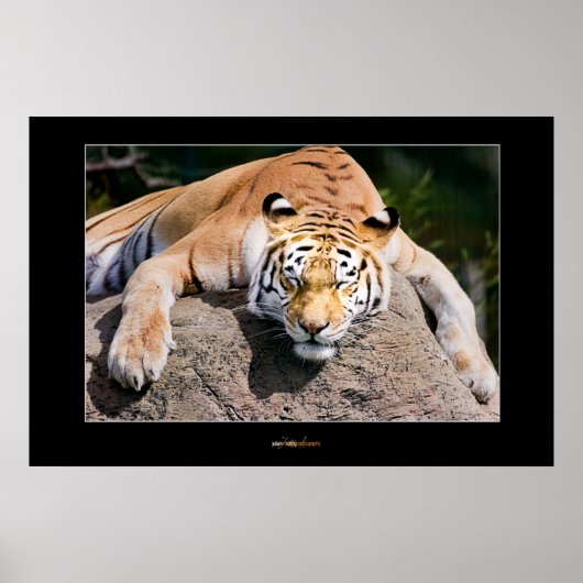 Lassend schlafende Tigers Lie Poster (Vorne)