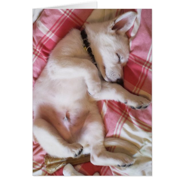 Lassend Schlafkarten für Hunde (Vorne)