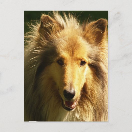 Lassie Collie Postcard Postkarte (Vorderseite)