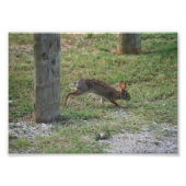 Lässig Bunny Fotodruck (Vorne)