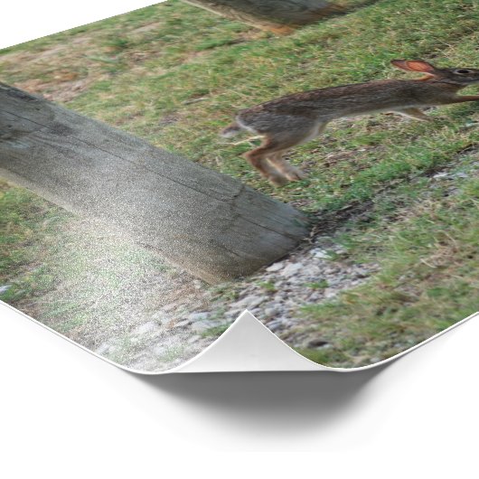 Lässig Bunny Fotodruck (Ecke)