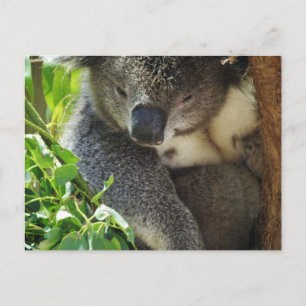 Lässig Koala Postcard Postkarte