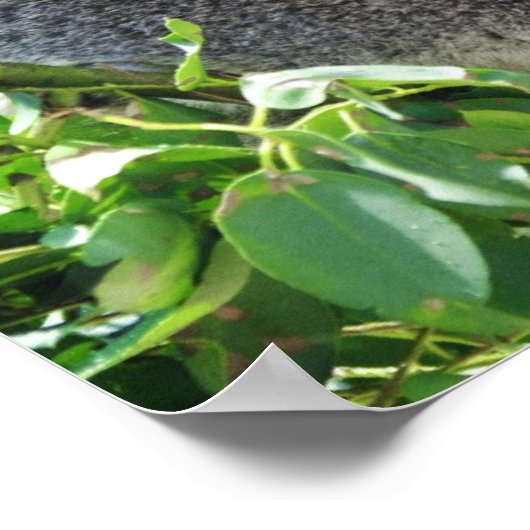 Lässig Koala Poster (Ecke)